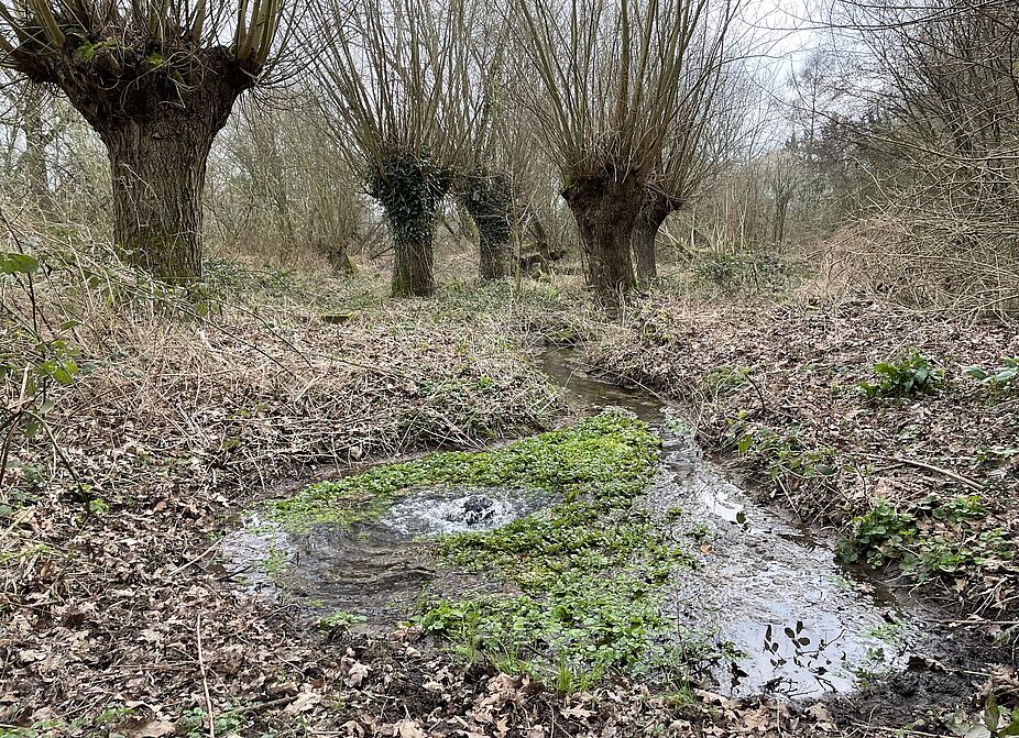 Artesische Quelle im Quellgebiet Mühlhausen Quelle Mühlhausen