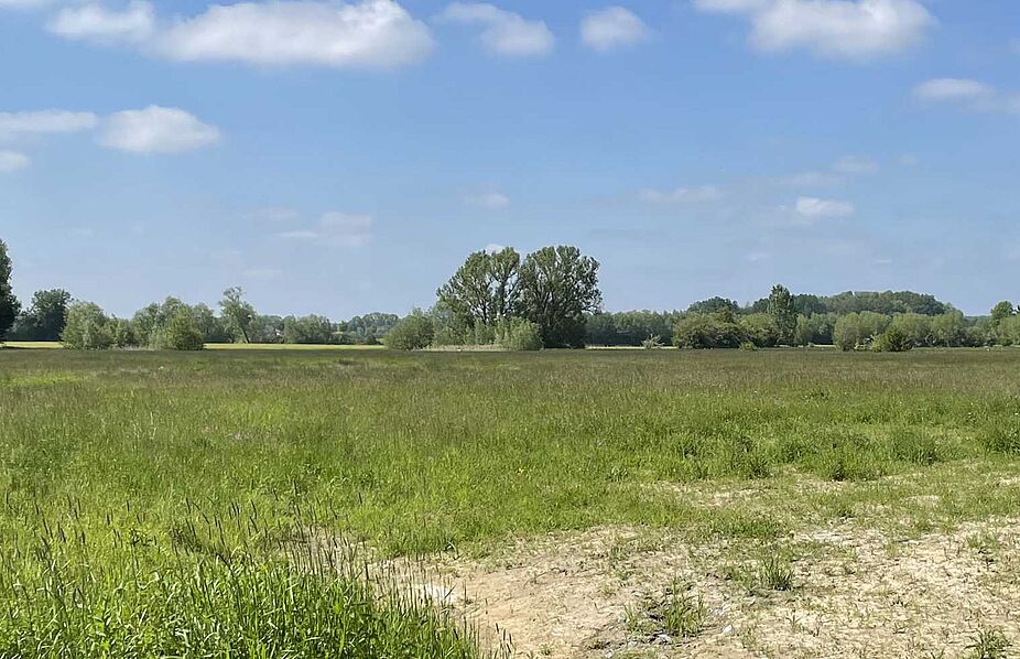 NSG Horster Mühle/Hemmerder Wiesen